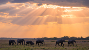 Kenia Masai Mara Elefanten Sonnenuntergang Foto iStock Devilkae.jpg